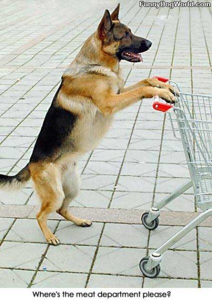 Shopping Dog