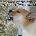 Shout Out To Dogs