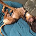 funny dog 1