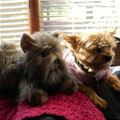 funny dog 1
