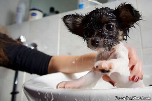 Sink Bath