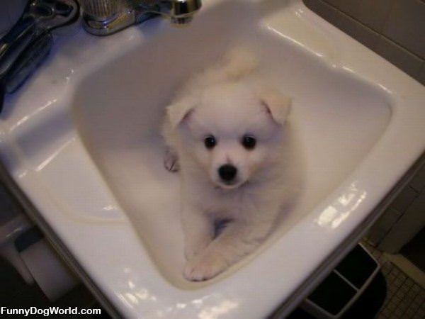 Sink Dog