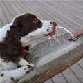 funny dog 1