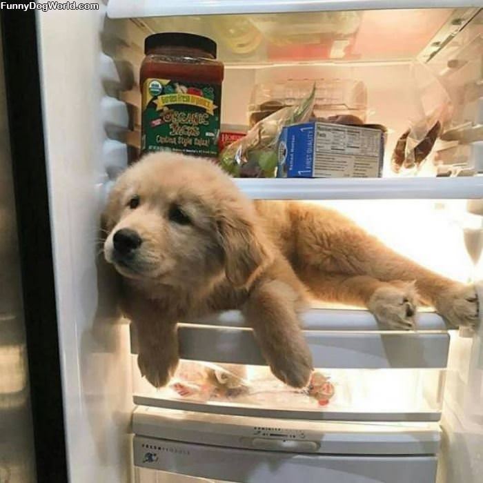 Sitting In The Fridge