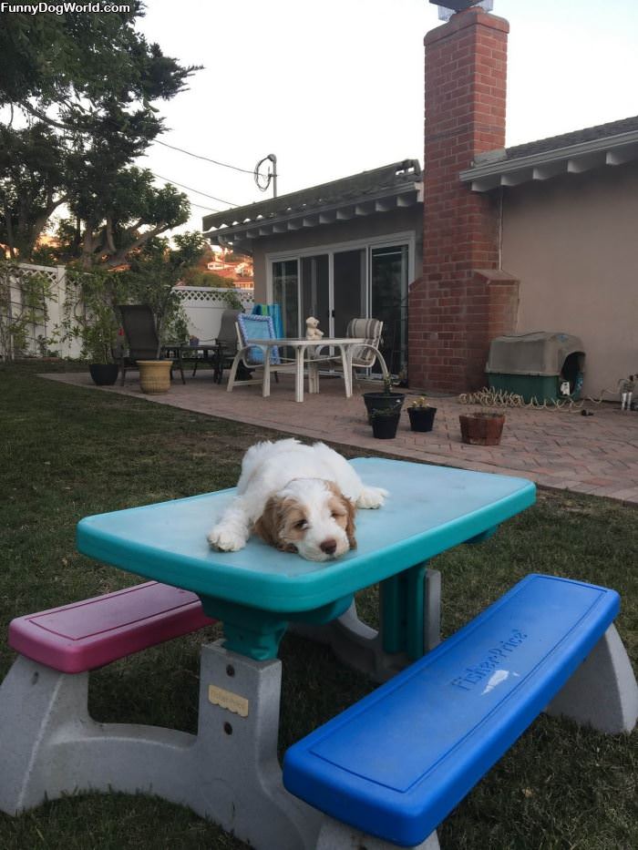 Sitting Up On The Table