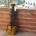 funny dog 3