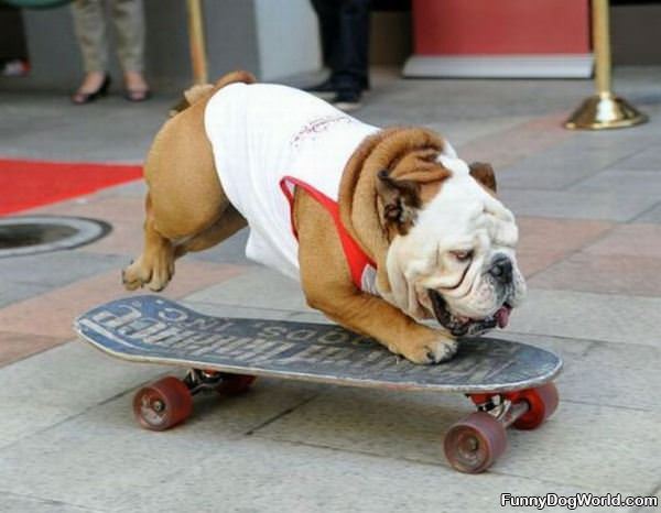 Skateboard Dog