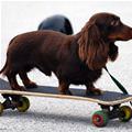 Skateboarder Dog
