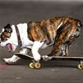 Skateboarder