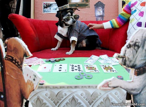 Skilled Poker Dog