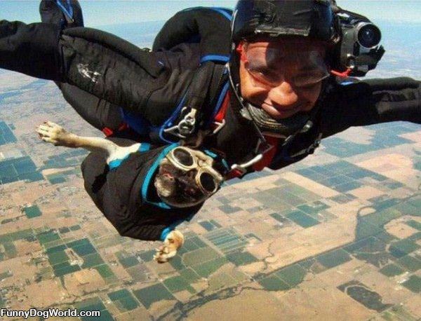 Sky Diving Dog