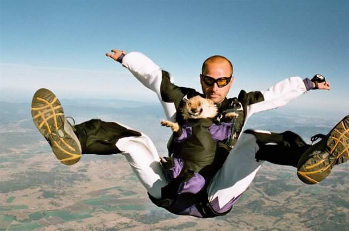 Sky Diving Doggo