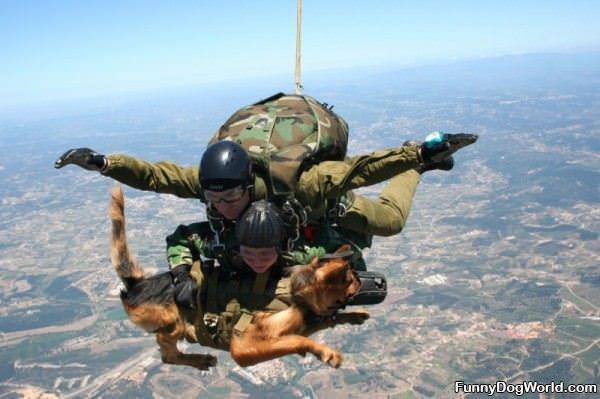 Skydive Dog