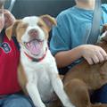 funny dog 4
