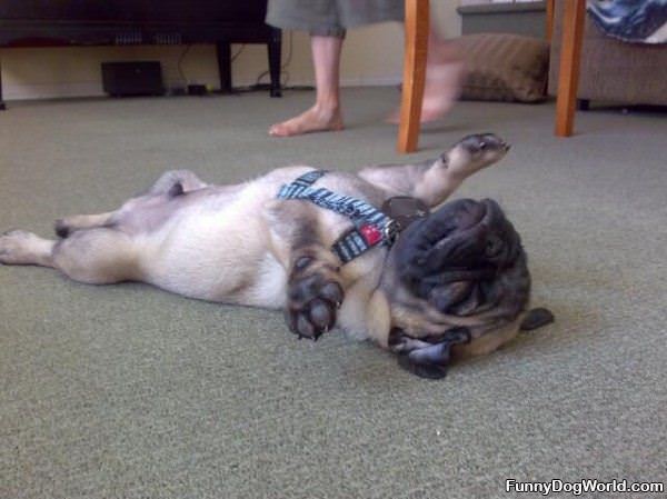 Sleep Where I Want Pug