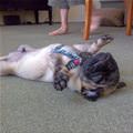 Sleep Where I Want Pug