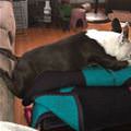 Sleep While Stretching