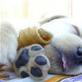 Sleep With My Bone