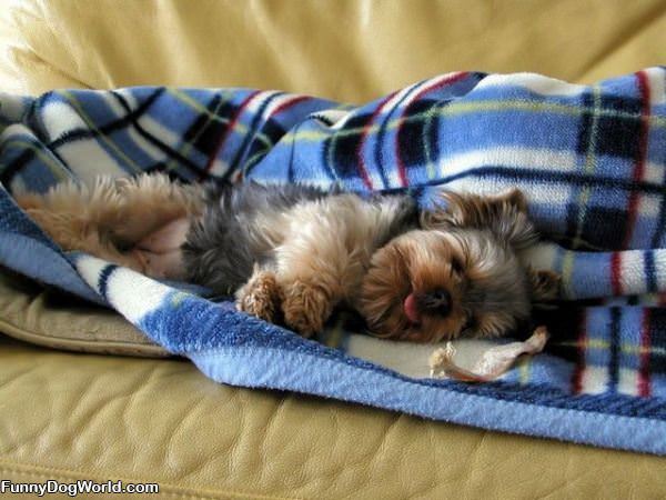 Sleeping By His Bone