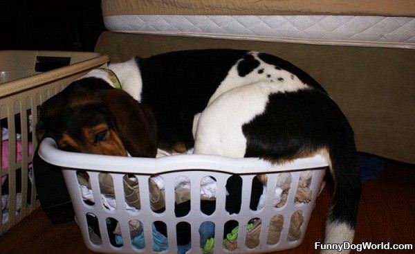 Sleeping In The Basket