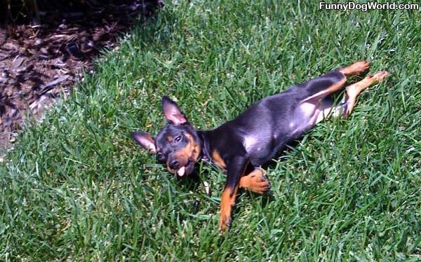 Sleeping In The Grass