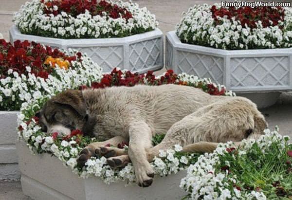 Sleeping On The Flowers