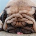 funny dog 1