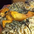 Sleepy Days