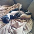 funny dog 4