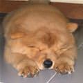 funny dog 1