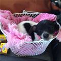 Sleepy Pup