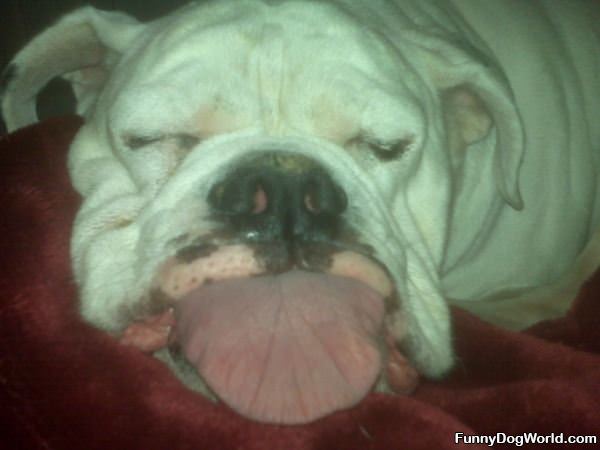 Sleepy Tongue