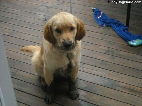 Slightly Muddy Puppy