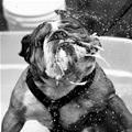 funny dog 5