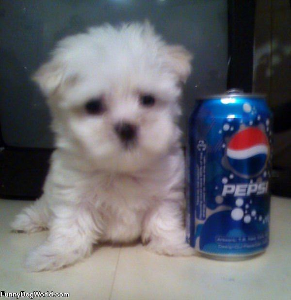 Smaller Than Pepsi
