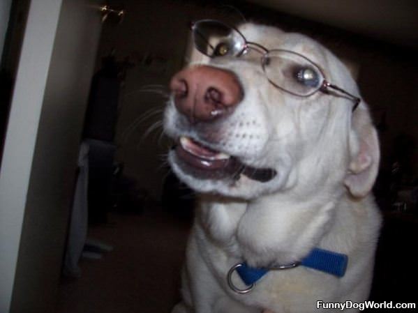 Smart Looking Dog