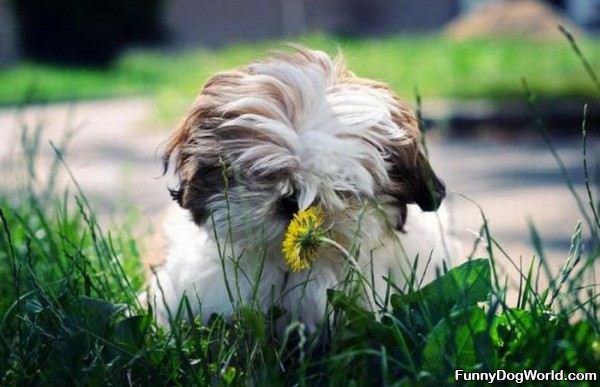 Smelling The Flowers