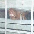 funny dog 4