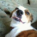 Smile Dog