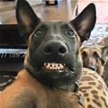 funny dog 3