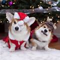 funny dog 2