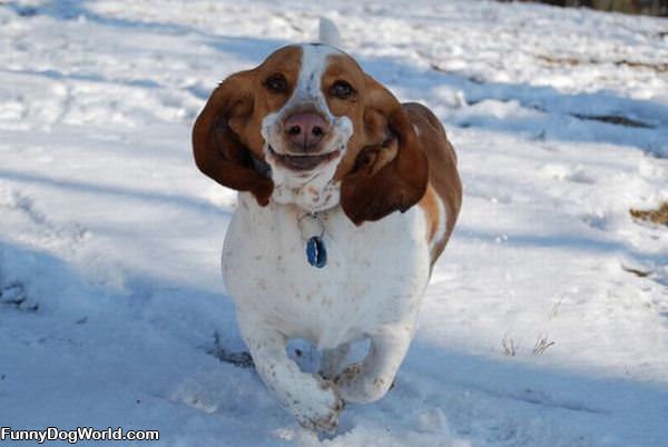 Smiley Basset