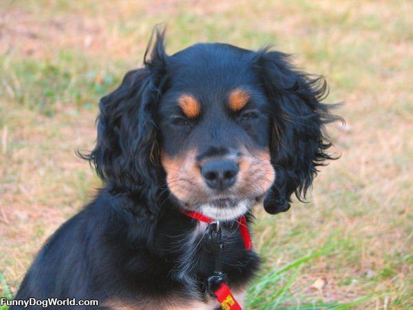 Smiley Puppy