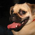 funny dog 3
