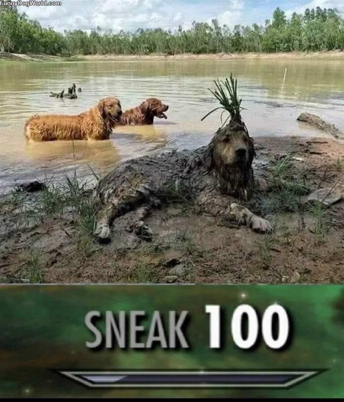 Sneak 100