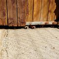 Snoots Out Watching You