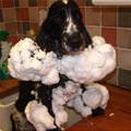 funny dog 1
