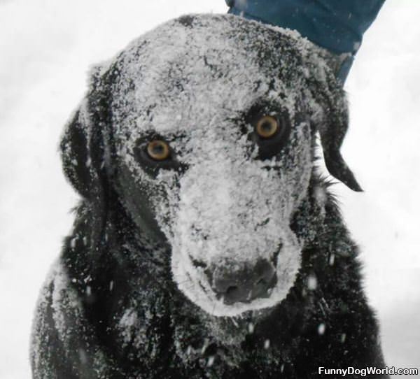 Snow Dog