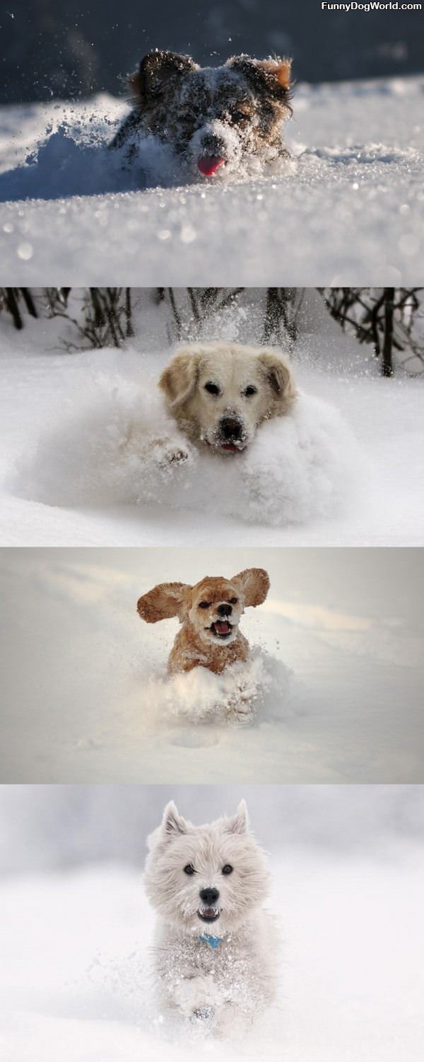 Snow Dogs