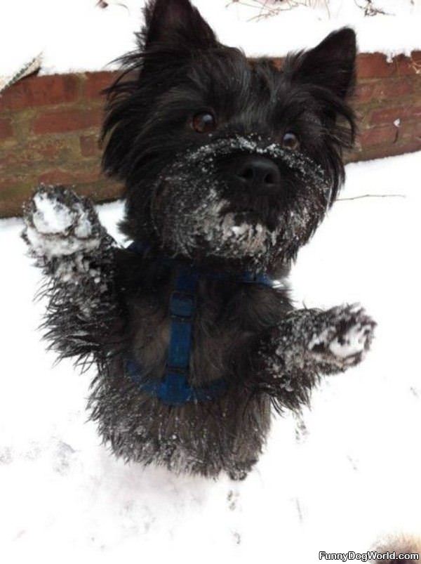 Snow Dogs Running